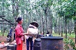Tìm hướng đi cho cây cao su trong điều kiện thị trường biến động
